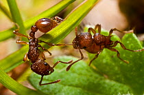Red ant (Myrmica rugidonis) killing another of the same species, Bristol, April.