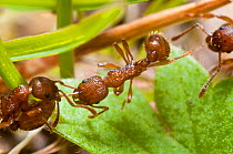 Red ant (Myrmica rugidonis) killing another of the same species, Bristol, UK, April.