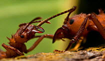 Leaf cutter ant (Atta sp.) fighting another ant, Guadeloupe National Park, Guadeloupe, Leeward Islands.