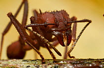Leaf cutter ant (Atta sp.) Guadeloupe National Park, Guadeloupe, Leeward Islands.