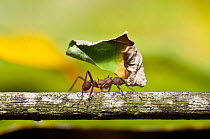 Leaf Cutter ant (Atta sp.) carrying leaf. Guadeloupe National Park, Guadeloupe, Leeward Islands.