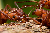 Leaf Cutter ant (Atta sp.) killing another ant. Guadeloupe National Park, Guadeloupe, Leeward Islands.