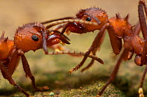Leaf cutter ants (Atta sp.) communicating. Guadeloupe National Park, Guadeloupe, Leeward Islands.
