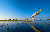 Southern Lechwe  (Kobus lechwe) leaping through water, Okavango Delta, Botswana. Low angle remote camera shot