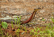 Red necked keel back snake (Rhabdophis subminiatus) Nagaland, India.