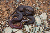 Red necked keel back snake (Rhabdophis subminiatus) Nagaland, India.