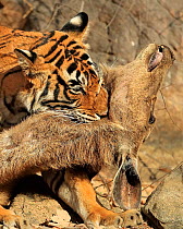 Bengal tiger (Panthera tigris tigris) female 'Noor T19' killing Sambar deer (Rusa unicolor) by strangulation. Ranthambhore, India.