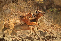 Bengal tiger (Panthera tigris tigris) female 'Noor T19' bringing down Sambar deer (Rusa unicolor) Ranthambhore, India. Sequence 6 of 18.