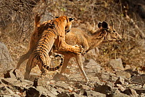 Bengal tiger (Panthera tigris tigris) female 'Noor T19' bringing down Sambar deer (Rusa unicolor) Ranthambhore, India. Sequence 3 of 18.