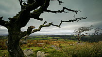 Tracking timelapse of Common hawthorn trees (Crataegus monogyna), Dartmoor National Park, Devon, England, UK, September 2012.