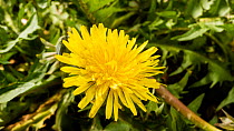 Timelapse of a Common dandelion (Taraxacum officinale) flower opening, UK. Controlled conditions.