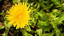 Rotating timelapse of a Common dandelion (Taraxacum officinale) flower opening, UK. Controlled conditions.