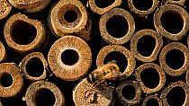 Timelapse of Red mason bees (Osmia rufa) outside a bamboo bug box, Somerset, England, UK. May.