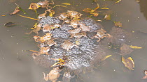 Timelapse Frogs (Rana temporaria) spawning in garden pond, Somerset, England, UK. March.