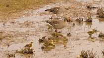 Pair of Greylag geese (Anser anser) with goslings feeding and drinking at the edge of a freshwater pool, Gloucestershire, England, UK. May.