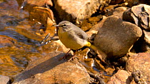 Female Grey wagtail (Motacilla cinerea) perching on a stone by stream, catches a fly, Carmarthenshire, Wales, UK. May.
