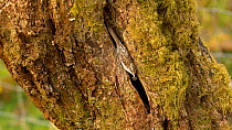 Pair of Eurasian treecreepers (Certhia familiaris) feeding young in a nest crevice, Carmarthenshire, Wales, UK. May.