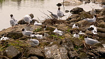 Black-headed gull (Chroicocephalus ridibundus) breeding colony, Carmarthenshire, Wales, UK. May.