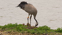 Female Common crane (Grus grus) rearranging nest and turning eggs before settling down to incubate, Gloucestershire, England, UK, May.