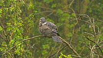 Wood pigeon (Columba palumbus) preening in heavy rain, Gloustershire, England, UK. May.