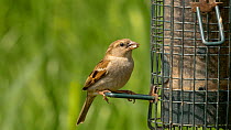 Female House sparrow (Passer domesticus) feeding from a bird feeder, Gloucestershire, England, UK. May.