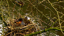 Female Moorhen (Gallinula chloropus) siting on nest, accepts leaves from her mate and incorporates them into the side, Gloucestershire, England, UK. May.