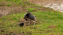 Female Moorhen (Gallinula chloropus) incubating chicks at nest, with a male bringing food, Worcestershire, England, UK. May.