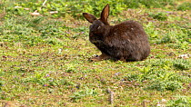 Melanistic Common rabbit (Oryctolagus cuniculus) grazing, Pembrokeshire, Wales, UK. April.