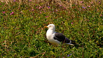 Lesser black backed gull (Larus fuscus) preening, Pembrokeshire, Wales, UK. April.