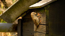 Female House sparrow (Passer domesticus) feeding chicks in a nest box on a barn wall, Carmarthenshire, Wales, UK. April.