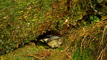 Coal tit (Periparus ater) flying to nest with food, Carmarthenshire, Wales, UK. May.