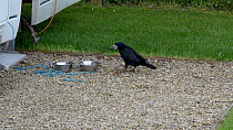 Rook (Corvus frugilegus) stealing food from a dog food bowl outside a caravan, Gloucestershire, England, UK. May.