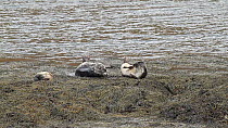 Common seals (Phoca vitulina) hauled out on a bank of seaweed, one moving towards another, Western Scotland. March.