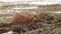 Common otter (Lutra lutra) eating a Scorpionfish (Scorpaenidae), Western Scotland. March.