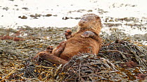 Common otter (Lutra lutra) grooming and rolling in seaweed, Western Scotland. March.