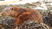 Close-up of a Common otter (Lutra lutra) grooming and rolling in seaweed, Western Scotland. March.