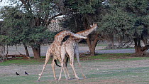 Juvenile Giraffes (Giraffa camelopardalis) necking, Kgalagadi Transfrontier National Park, South Africa.