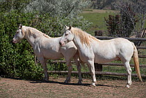 Overweight male mustang, aged 9 years, Claro and Cremosso, originally from the from the McCullough Peak herd in Wyoming, Colorado, USA. July.