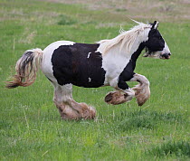 Overweight Gypsy vanner mare, aged 11 years at Happy Dog Ranch horse rescue, Littleton, Colorado. May.
