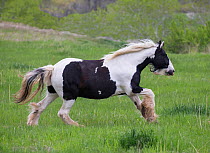 Overweight Gypsy vanner mare, aged 11 years at Happy Dog Ranch horse rescue, Littleton, Colorado.