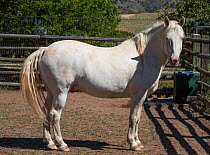 Overweight male mustang, aged 9 years, originally from the from the McCullough Peak herd in Wyoming, Colorado, USA. July.