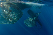 Whale sharks (Rhincodon typus) feeding at Bagan (floating fishing platform) Cenderawasih Bay, West Papua, Indonesia. Bagan fishermen see whale sharks as good luck and often feed them baitfish. This is...
