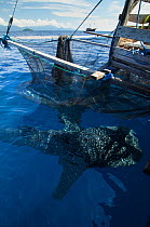 Whale Shark (Rhincodon typus) feeding at Bagan (floating fishing platform) Cenderawasih Bay, West Papua, Indonesia. Bagan fishermen see whale sharks as good luck and often feed them baitfish. This is...