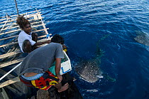 Whale Shark (Rhincodon typus) feeding at Bagan (floating fishing platform) Cenderawasih Bay, West Papua, Indonesia. Bagan fishermen see whale sharks as good luck and often feed them baitfish. This is...