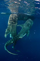 Whale sharks (Rhincodon typus) feeding at Bagan (floating fishing platform) Cenderawasih Bay, West Papua, Indonesia. Bagan fishermen see whale sharks as good luck and often feed them baitfish. This is...
