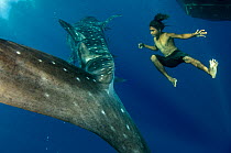 Whale Shark (Rhincodon typus) and local fisherman freediving, Cenderawasih Bay, West Papua, Indonesia. Winner of the Man and Nature Portfolio Award in the Terre Sauvage Nature Images Awards Competitio...
