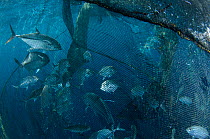 Fish caught in Bagan (floating fishing platform) nets, Cenderawasih Bay, West Papua, Indonesia.