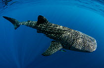 Whale shark (Rhincodon typus) Cenderawasih Bay, West Papua. Indonesia.