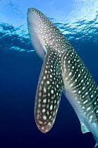 Whale shark (Rhincodon typus) Cenderawasih Bay, West Papua. Indonesia. Winner of the Man and Nature Portfolio Award in the Terre Sauvage Nature Images Awards Competition 2015.