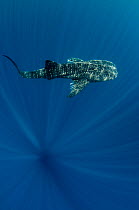 Whale shark (Rhincodon typus) Cenderawasih Bay, West Papua. Indonesia.